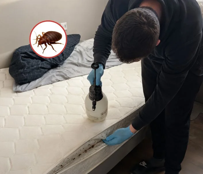 Technicien traitant un matelas contre les punaises de lit à Tacoignières